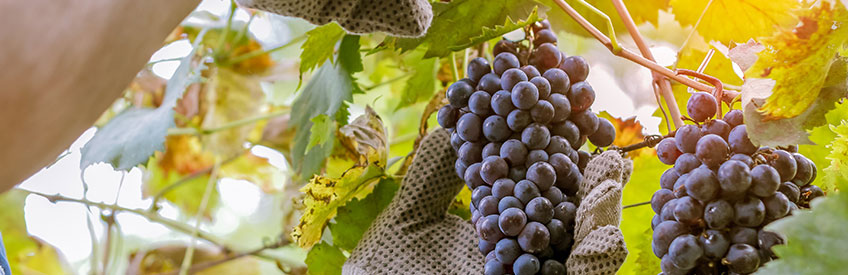 Person cutting bundle of grapes in vinyard